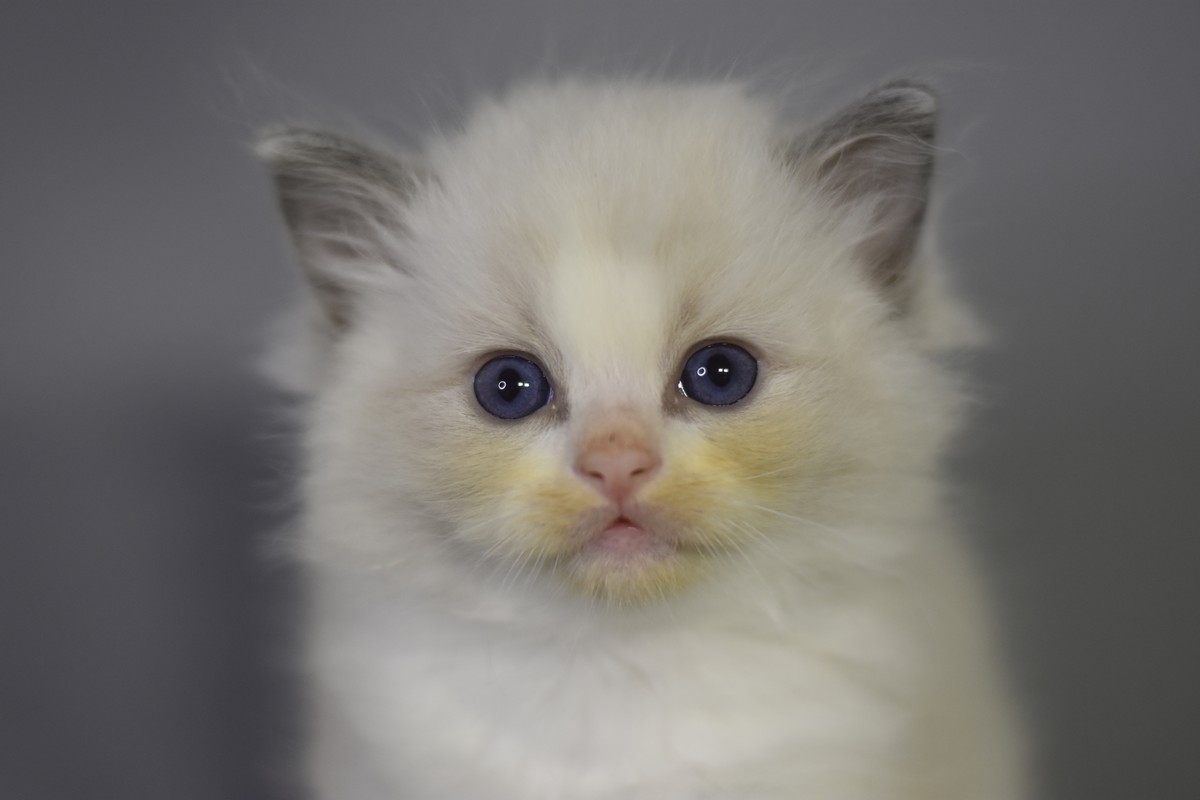 images/AvailableKittens/Jake website .JPG
